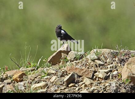 Mountain Wheatear (Oenanthe monticola monticola) adult 'dark phase' male perched on rock  Wakkerstroom, South Africa          November Stock Photo