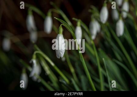 London, UK.  30 January 2021. UK Weather: Snowdrops (Galanthus) have started to bloom in a garden in north west London, a sign that Spring is on its way.  Credit: Stephen Chung / Alamy Live News Stock Photo