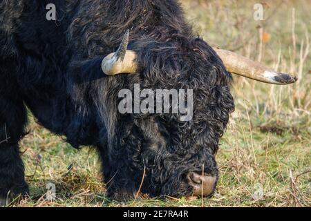 a massive black scottish highland bull's head in close up as it tears another huge mouthful of grass Stock Photo