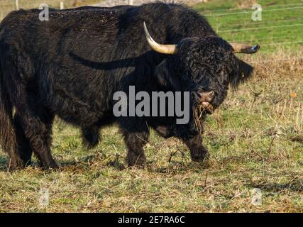 a massive black scottish highland bull  with a mouthful of grass looks up and stares at the camera Stock Photo