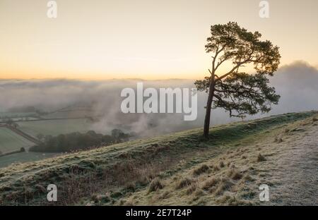 beautiful view of the lone scots pine and the swirling mist below in the Vale of Pewsey, from Martinsell Hill, Wiltshire, North Wessex Downs AONB Stock Photo