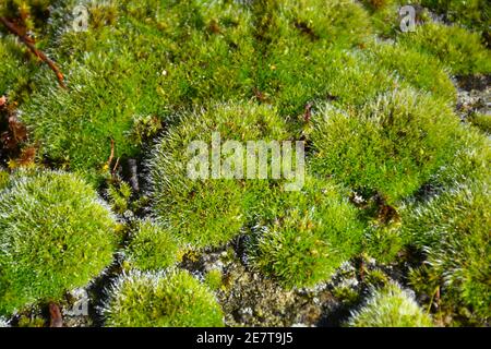 Green moss (Bryophyta sensu stricto). Located on the shore of the Cidacos river, Spain. Stock Photo