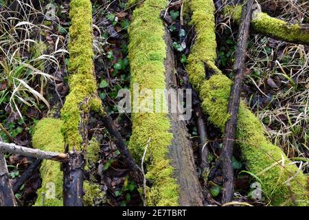 Tree logs fallen to the ground covered in moss. Humid area in forest next to a river. Stock Photo