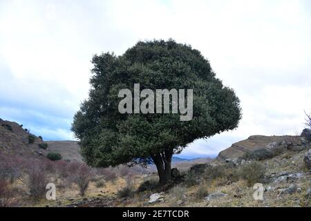 Large oak in the mountains. Cloudy and rainy day. Cidacos Valley. Stock Photo