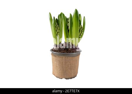 Hyacinth or hyacinthus flower sprouts in the pot with jute canvas covering. Spring bulbous plant isolated on white. Stock Photo