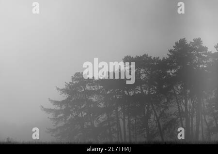 a row of tall fir trees shrouded and silhoutted in winter morning mist Stock Photo