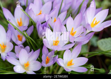 Crocus tommasinianus flowers, crocuses or croci in spring in a UK garden Stock Photo