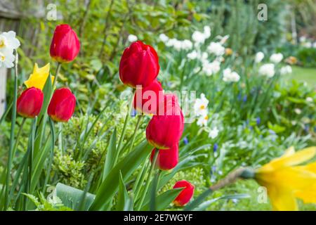 Spring garden with tulip and daffodil flower borders in a domestic garden, UK Stock Photo