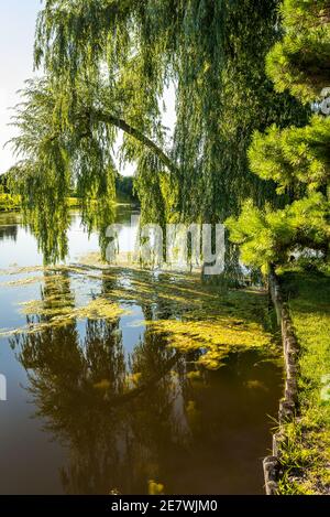 Weeping willow tree, green branches bend low over a smooth surface of a pond Stock Photo