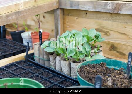 Seed trays and loo rolls with broad bean plants inside a cold frame. Sowing vegetable seeds in winter, UK Stock Photo