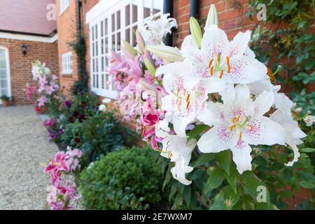 Oriental lilies, Muscadet lily in a flower border, English garden, UK Stock Photo