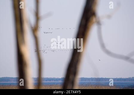 Selective focus photo. Migratory birds flying in the sky. Stock Photo