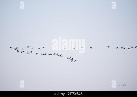 Selective focus photo. Migratory birds flying in the sky. Stock Photo