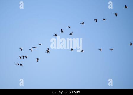 Selective focus photo. Migratory birds flying in the sky. Stock Photo