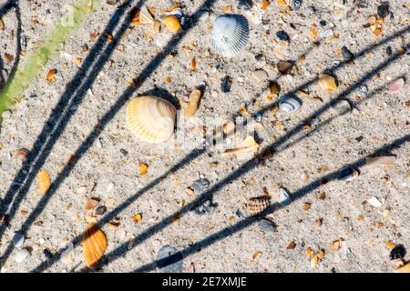 The shadows of sea grasses makes a pattern on ountless tiny seashells and fragments of shells in the sand. Stock Photo