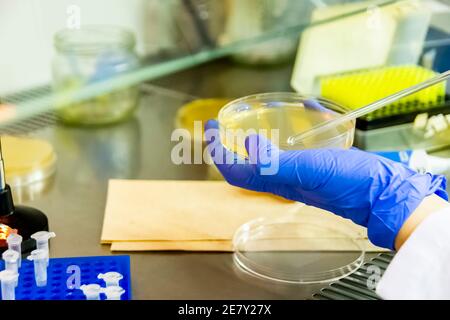 Scientist spreading bacteria liquid medium on agar plate under the laminar flow hood. Microbiology research performed in modern lab, close up Stock Photo