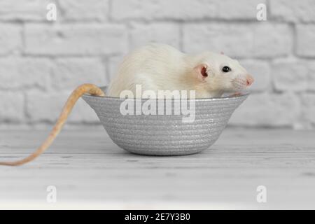 A cute white decorative rat sits on a gray plate. Close-up portrait of a rodent on a white background Stock Photo
