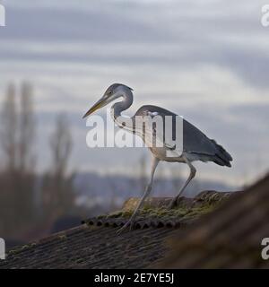 Heron standing on a garage roof Stock Photo