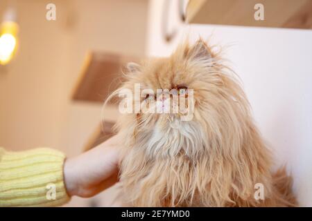 domestic fluffy persian cat. adorable mamal pet Stock Photo