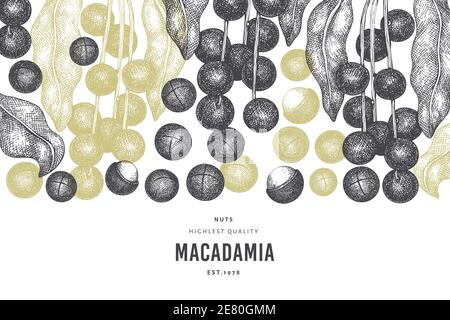 Hand drawn macadamia branch and kernels design template. Organic food vector illustration on white background. Retro nut illustration. Engraved style Stock Vector