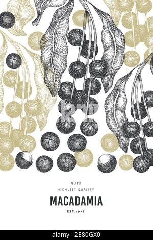 Hand drawn macadamia branch and kernels design template. Organic food vector illustration on white background. Retro nut illustration. Engraved style Stock Vector