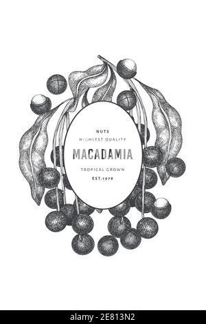Hand drawn macadamia branch and kernels design template. Organic food vector illustration on white background. Retro nut illustration. Engraved style Stock Vector