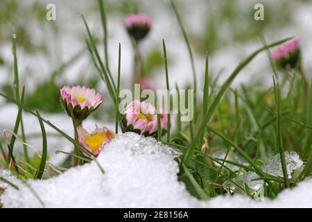 Snowfall in spring. Daisy in the meadow under cold snow Stock Photo