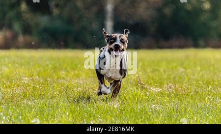 Catahoula Leopard Dog running in the field on lure coursing competition Stock Photo