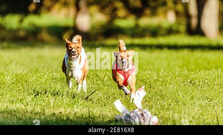 Two basenji dogs competing in running in the green field on lure coursing competition Stock Photo