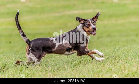 Catahoula Leopard Dog running in the field on lure coursing competition Stock Photo