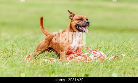 Staffordshire Bull Terrier dog catching the lure in the field on lure coursing competition Stock Photo