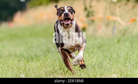 Catahoula Leopard Dog running in the field on lure coursing competition Stock Photo