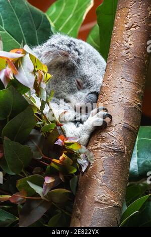 Queensland koala, Phascolarctos cinereus sleeping on a tree Stock Photo
