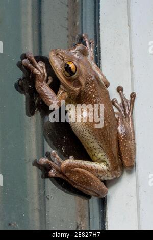 A Cuban treefrog clinging on a window in Miami, Florida. Stock Photo