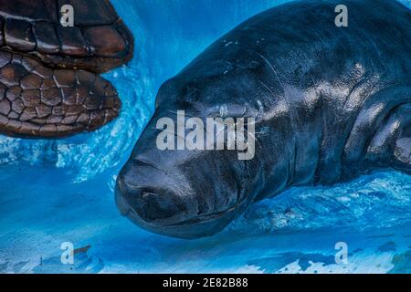 Closeup of a manatee sculpture in a fountain  in Bayfront Park in Miami, Florida. Stock Photo