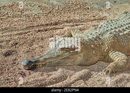 Crocodylidae is a family of sauropsids, archosaurs commonly known as crocodiles in the Oceanografico of the city of Valencia, Spain Stock Photo