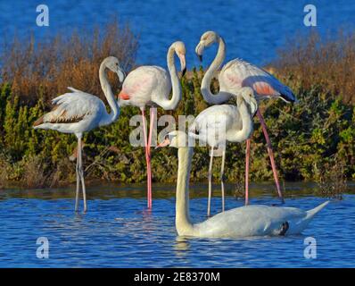 family of pink flamingos and wild swan posing together Stock Photo