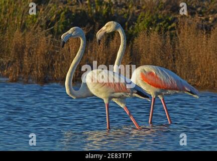 two pink flamingos walking in low water of lake Stock Photo