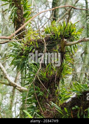 A twisted branch of a tree which looks like a snake, or a kola bear ...