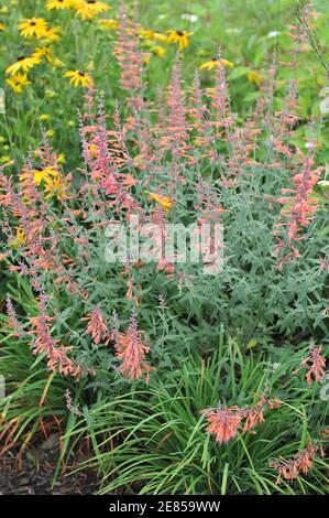 Giant hyssop (Agastache barberi) Firebird with grey-green leaves and orange flowers blooms in a garden in July with a yellow coneflower Goldsturm Stock Photo