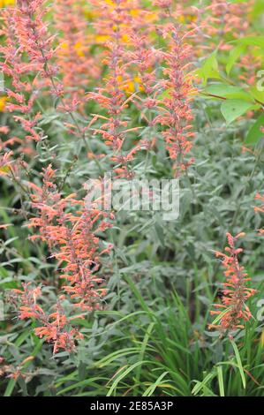 Giant hyssop (Agastache barberi) Firebird with grey-green leaves and orange flowers blooms in a garden in August Stock Photo