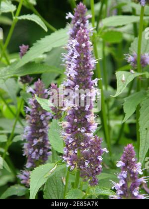 Giant hyssop (Agastache) Blackadder blooms in a garden in July Stock Photo