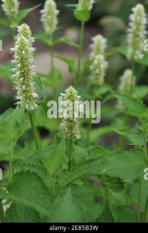 White and green korean mint (Agastache rugosa) Alabaster blooms in a garden in July Stock Photo