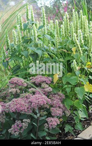 White and green korean mint (Agastache rugosa) Alabaster and Sedum Mr. Goodbud blooms in a garden in August Stock Photo