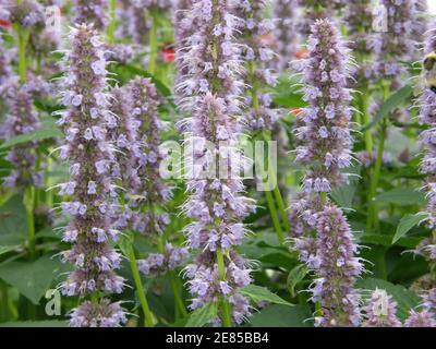 Violet-blue giant hyssop (Agastache) Blue Fortune blooms in a garden in August Stock Photo