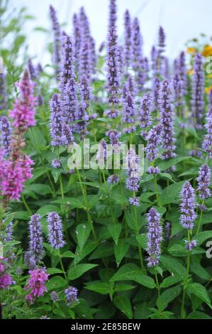Violet-blue giant hyssop (Agastache) Blue Fortune blooms in a garden in July Stock Photo