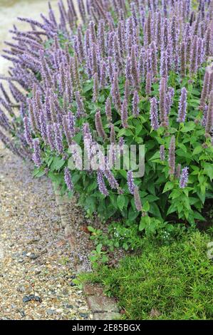 Violet-blue giant hyssop (Agastache) Blue Fortune blooms in a garden in August Stock Photo