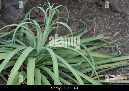 Spider agave (Agave bracteosa) grows in a glasshouse in a garden in May Stock Photo