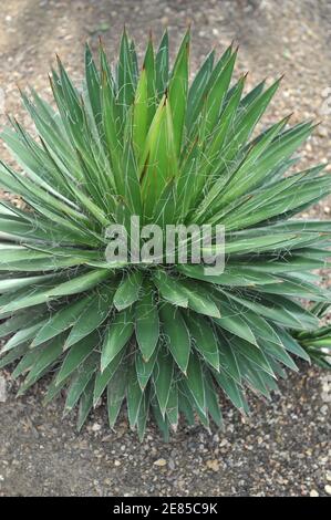Thread agave (Agave filifera) grows in a glasshouse in a garden in May Stock Photo