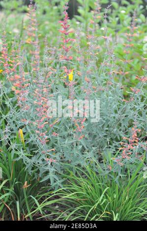 Giant hyssop (Agastache barberi) Firebird with grey-green leaves and orange flowers blooms in a garden in July Stock Photo